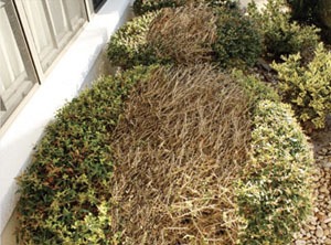 Chlorine Kills plants and the grass around your property and possibly your neighbors’ properties.